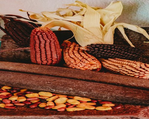 milpa landscape with corn and pumpkins in Mexico